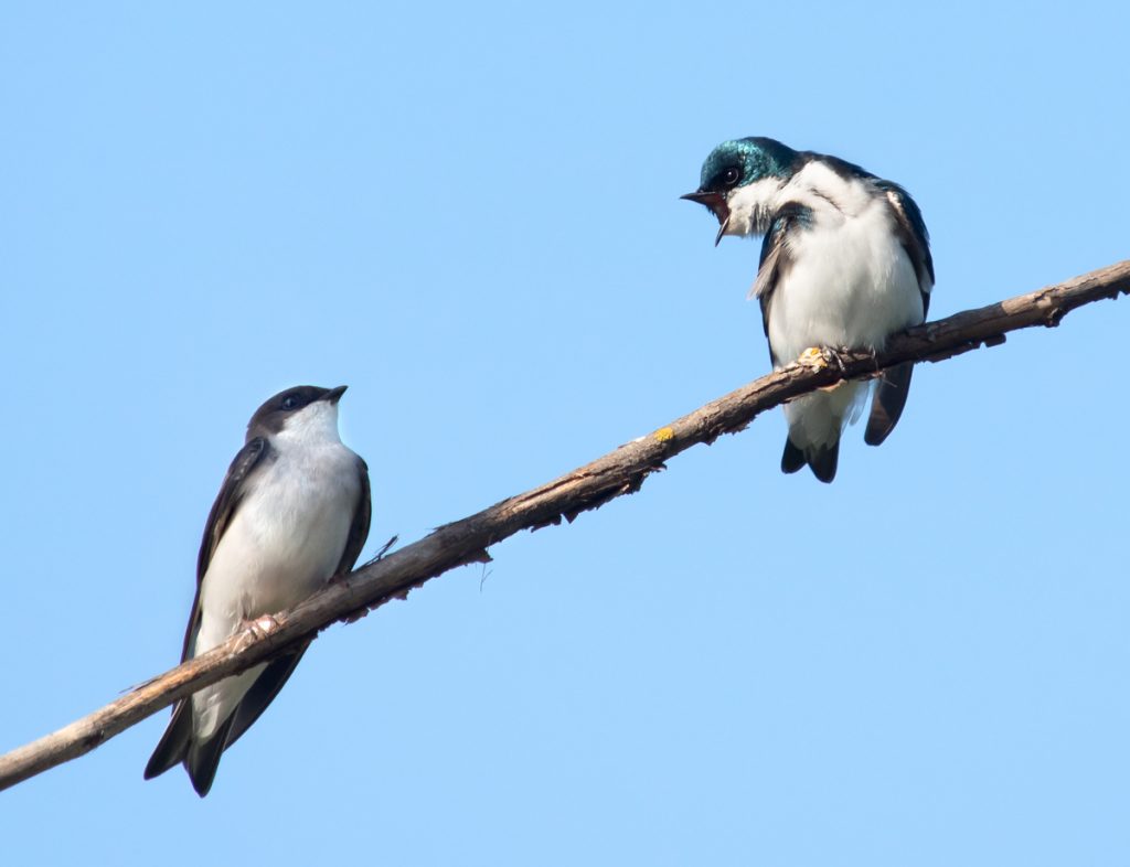 two birds communicating