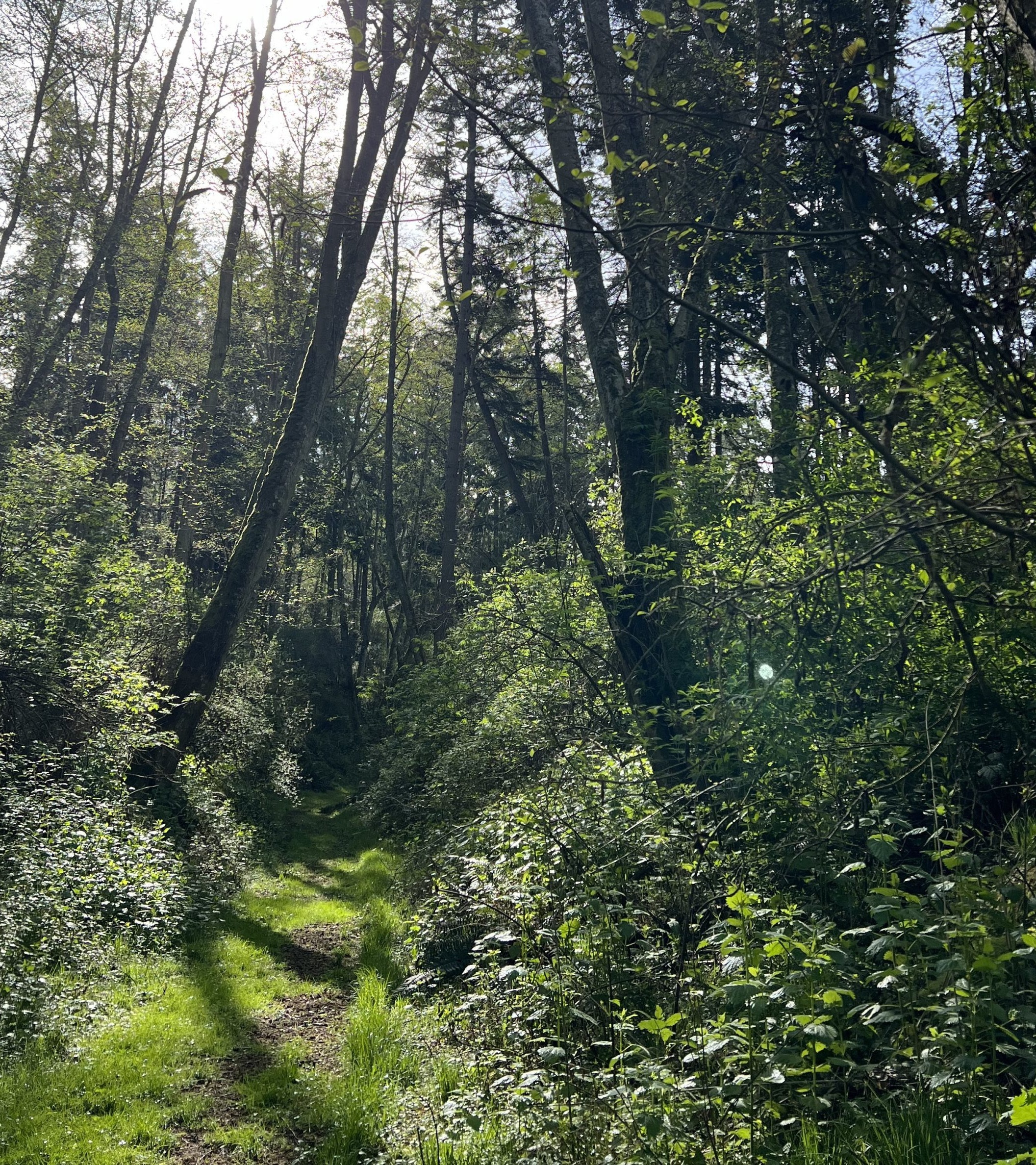 Forest landscape
